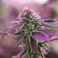 rs11 x banana og cannabis seeds by barney's farm