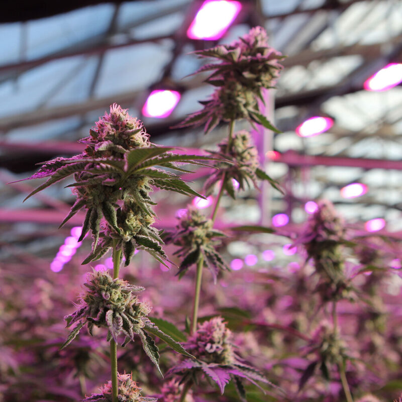 rs11 x banana og cannabis seeds by barney's farm