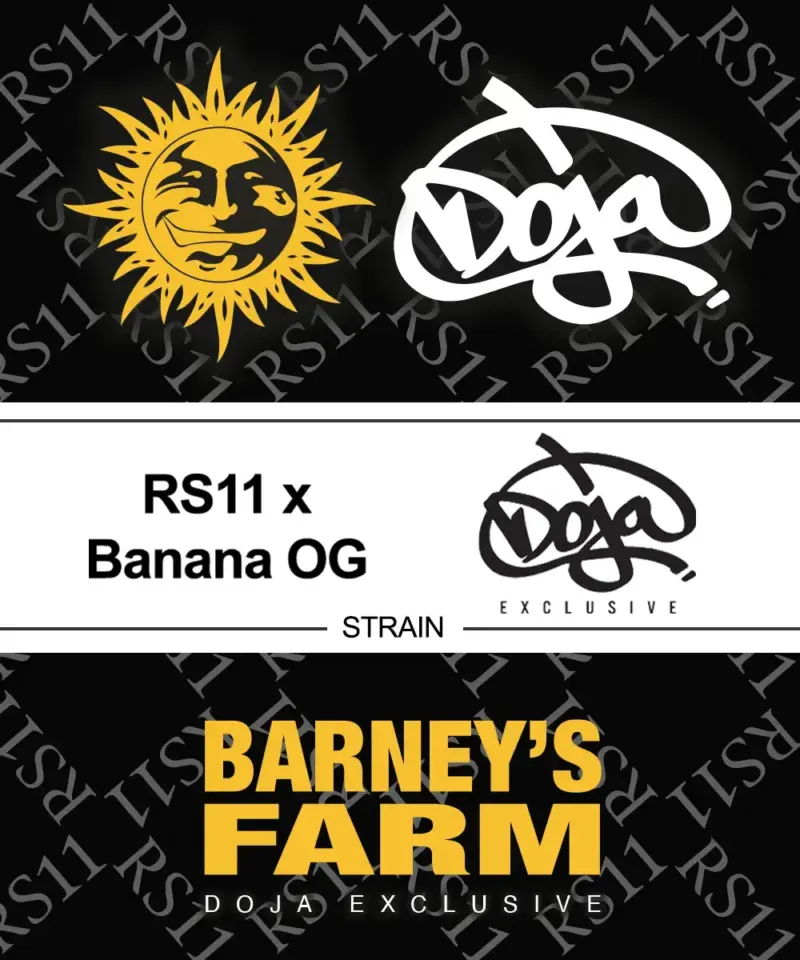 rs11 x banana og cannabis seeds by barney's farm