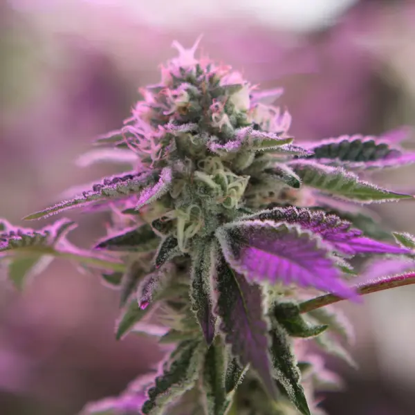 rs11 x banana og cannabis seeds by barney's farm