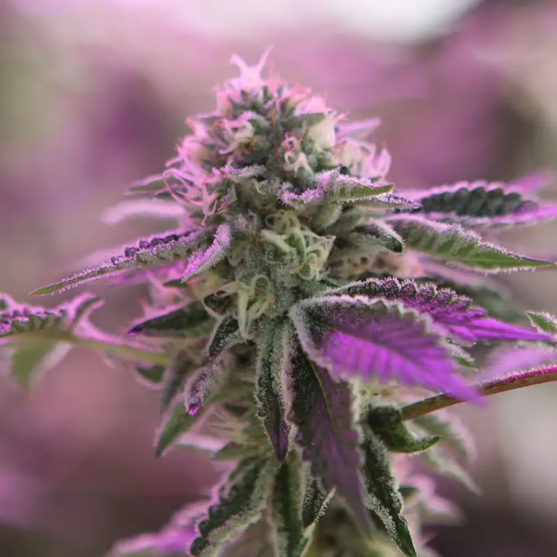 rs11 x banana og cannabis seeds by barney's farm