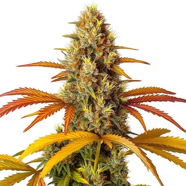 skunk x northern lights fast cannabis seeds by bulk white label