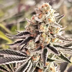 skunkaveli cannabis seeds by in house genetics