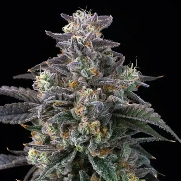 super boof cannabis seeds by barney's farm