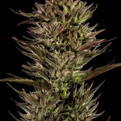 thin mint x sour pinot cannabis seeds by barney's farm