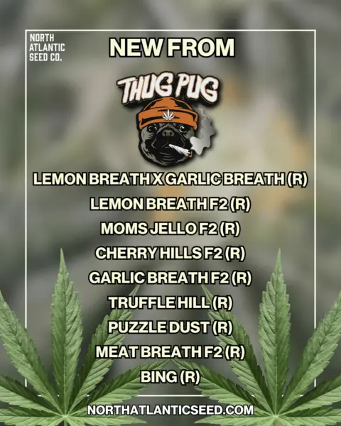 Thug Pug New Strains Summer 2025's promotional image