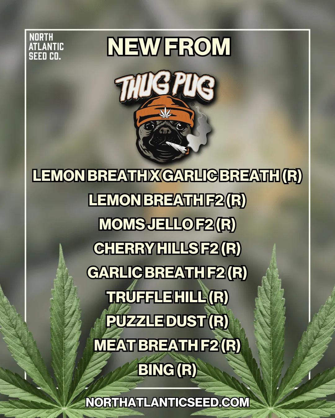 Thug Pug New Strains Summer 2025 cannabis seeds