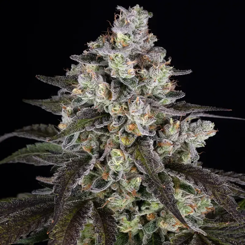trainwreck cannabis seeds by barney's farm