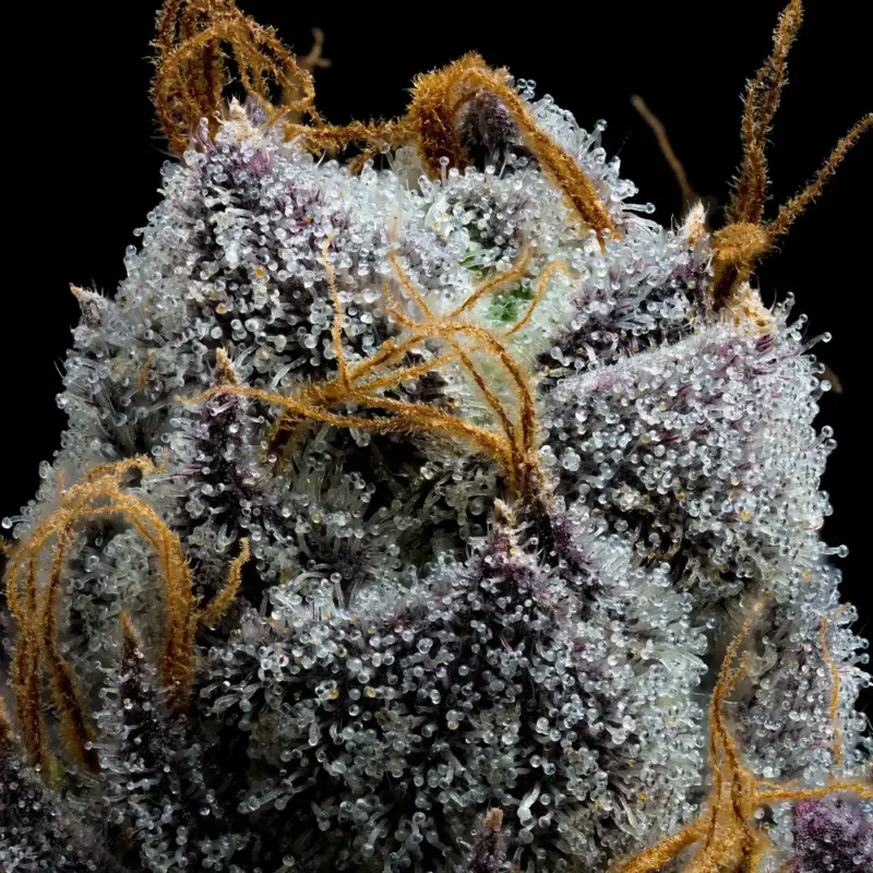 white runtz cannabis seeds by barney's farm