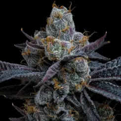 white runtz cannabis seeds by barney's farm