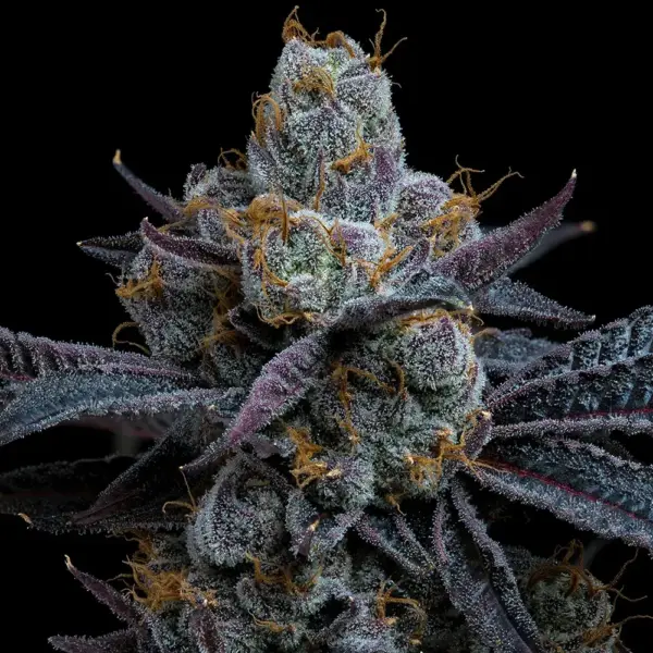 white runtz cannabis seeds by barney's farm