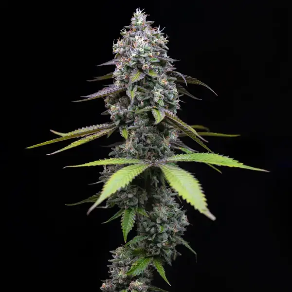 zoap cannabis seeds by barney's farm