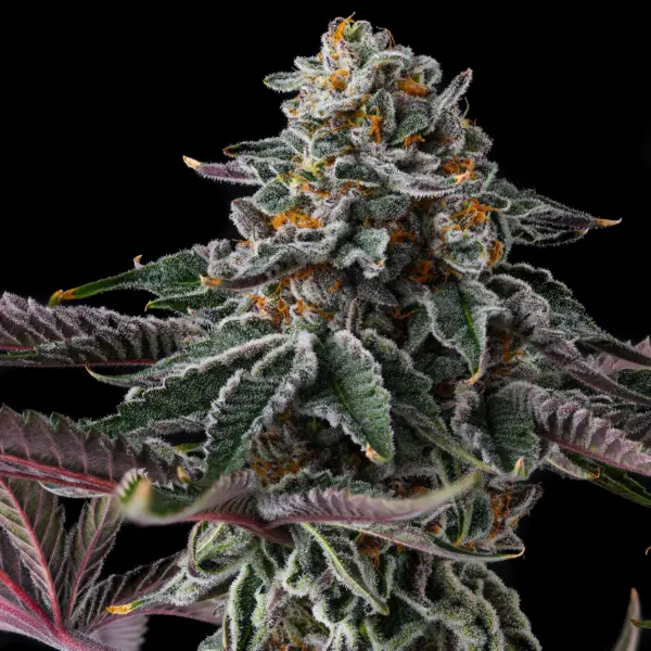 zupernova cannabis seeds by compound genetics