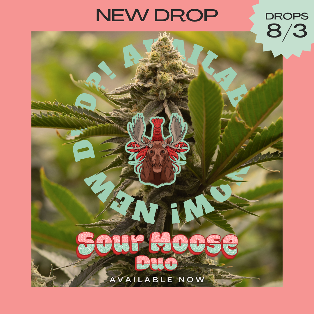 Dirty Bird Genetics Sour Moose Duo
