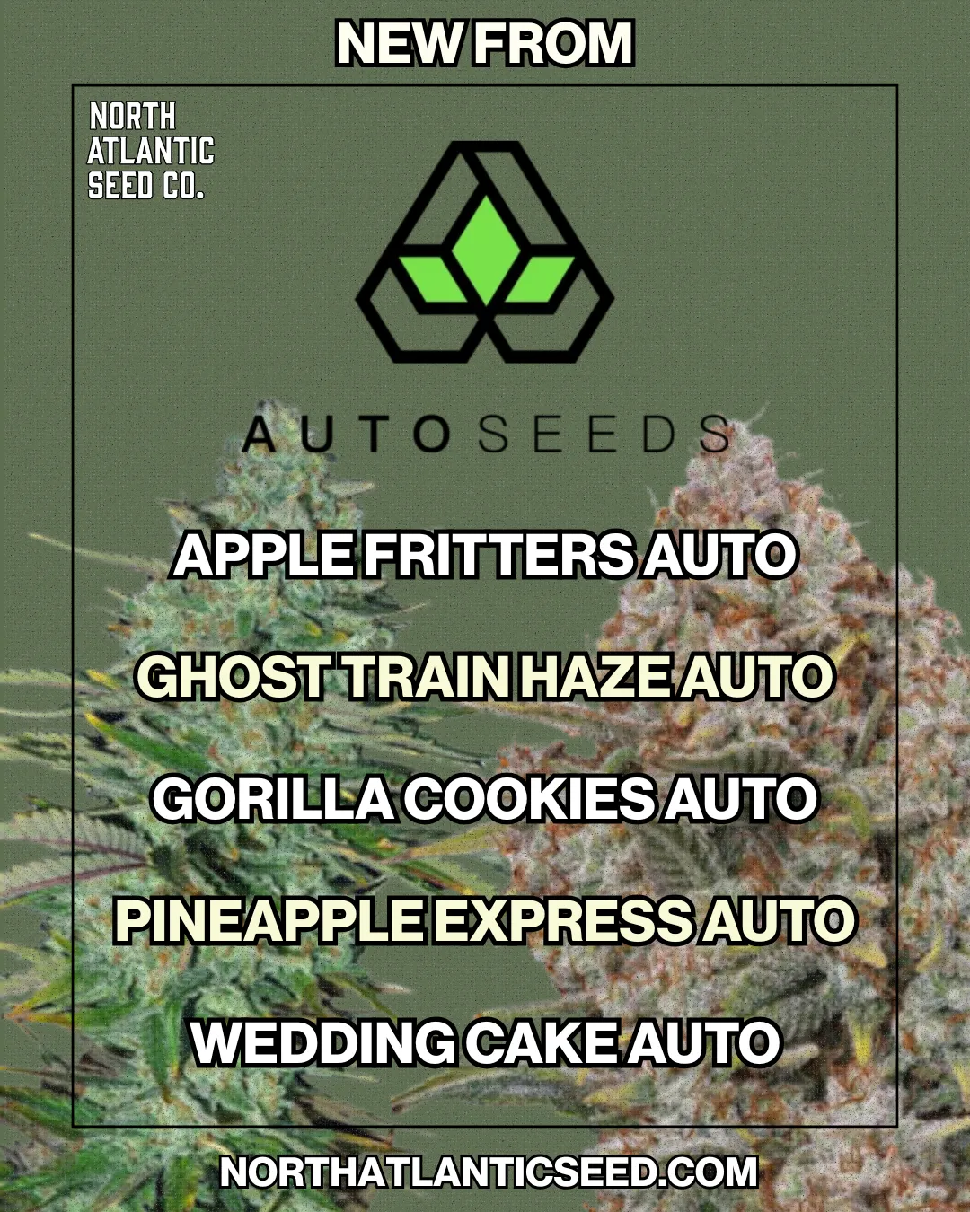 Auto Seeds cannabis seeds