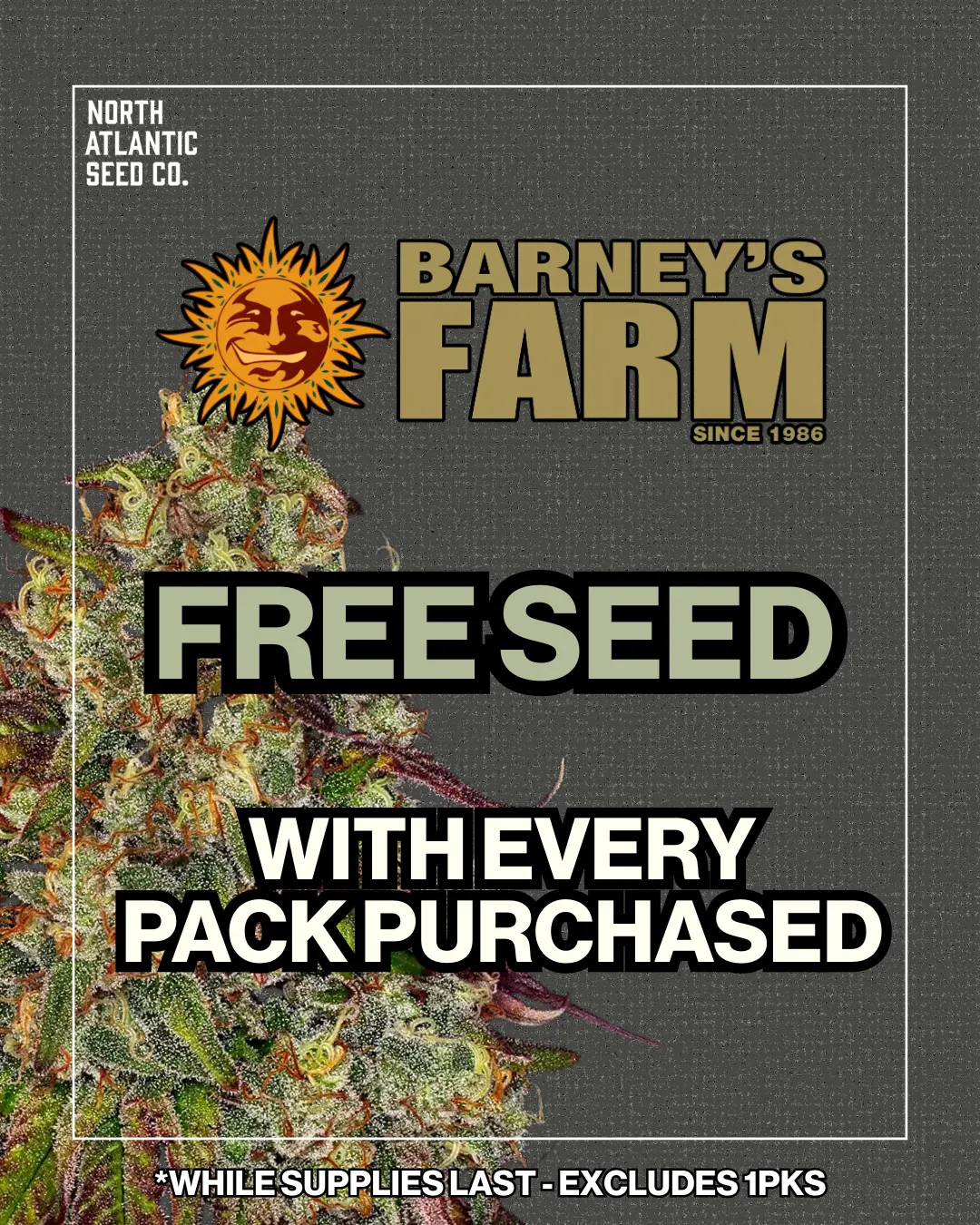 Barney's Farm cannabis seeds