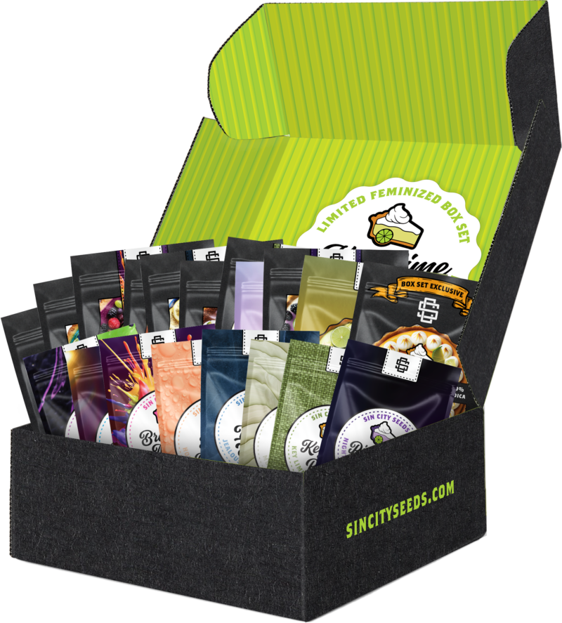 key lime pie 2 box set cannabis seeds by sin city seeds