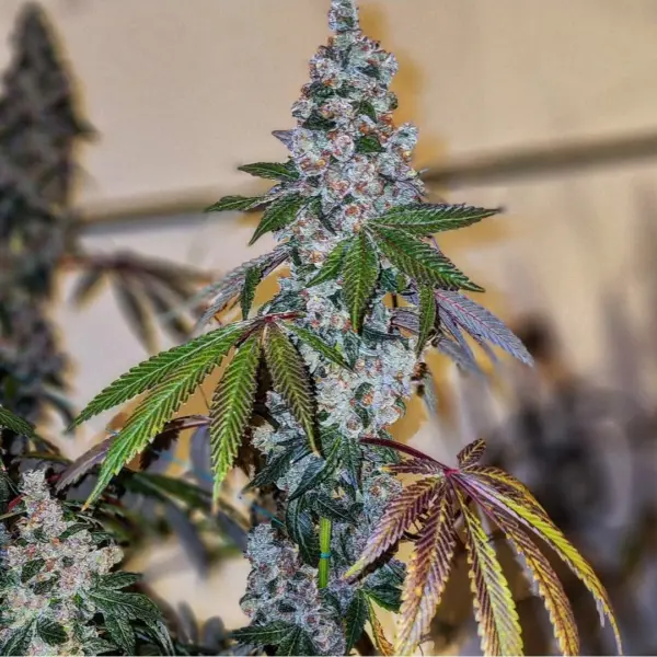 Cherry Pie OG S1 Cannabis Seeds by Ethos Genetics