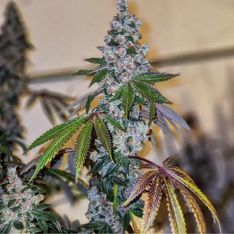 Cherry Pie OG S1 Cannabis Seeds by Ethos Genetics