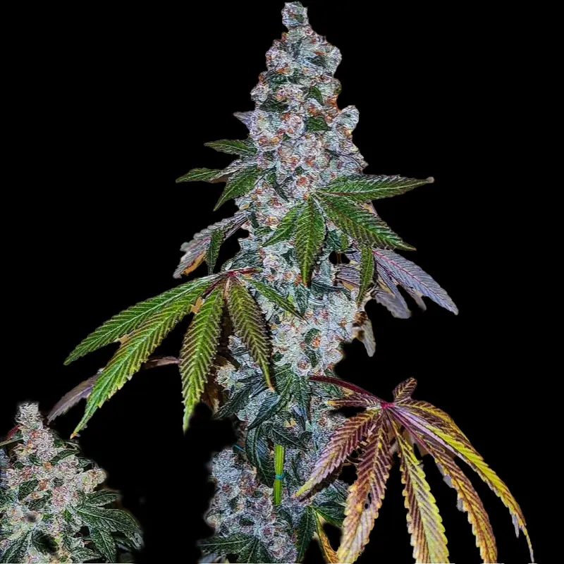 Cherry Pie S1 Cannabis Seeds by Ethos Genetics