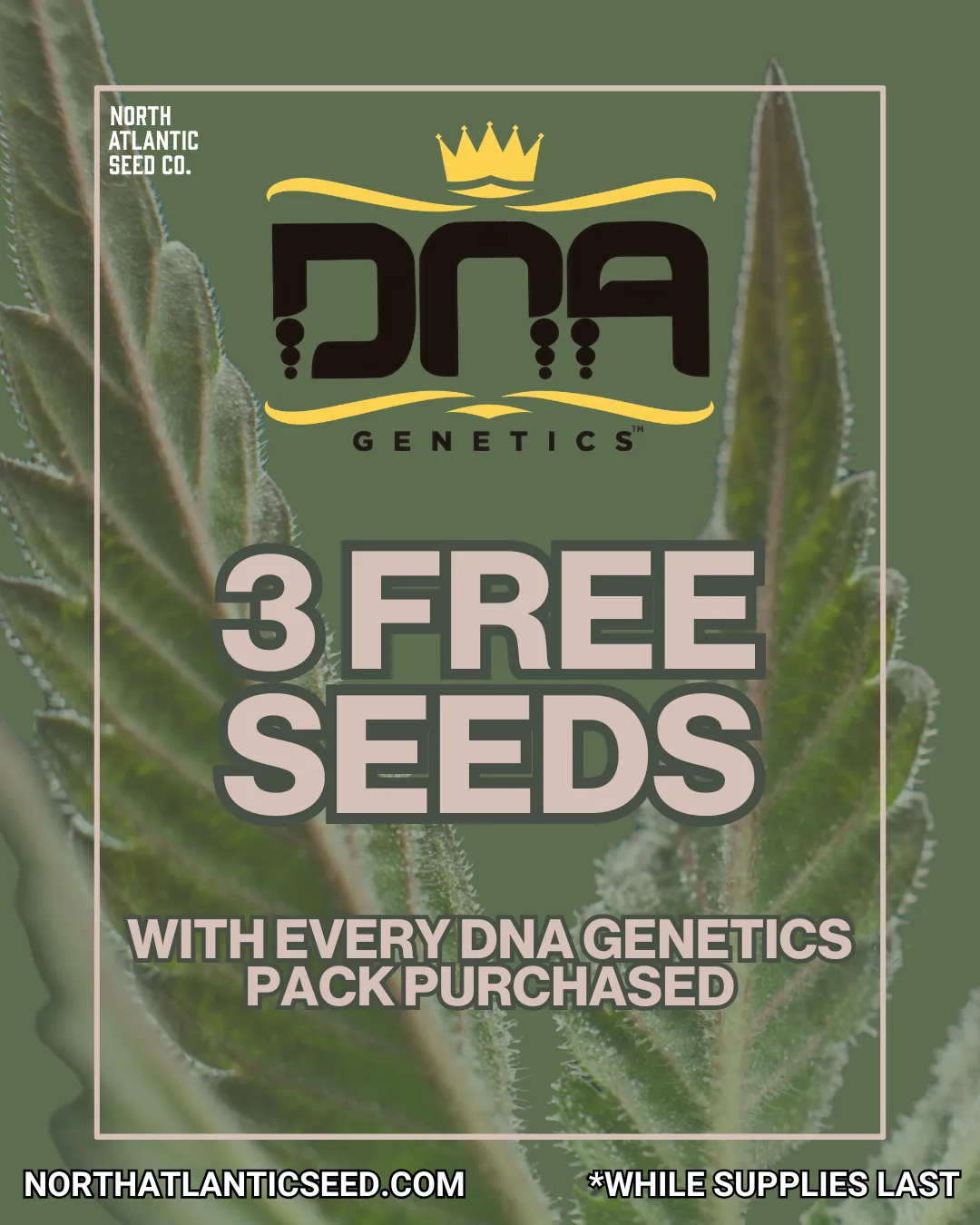 DNA Genetics Logo
