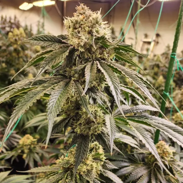 Dirty Banana Gen1 Cannabis Seeds by Ethos Genetics
