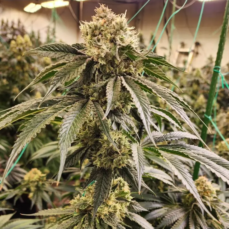 Dirty Banana Gen1 Cannabis Seeds by Ethos Genetics