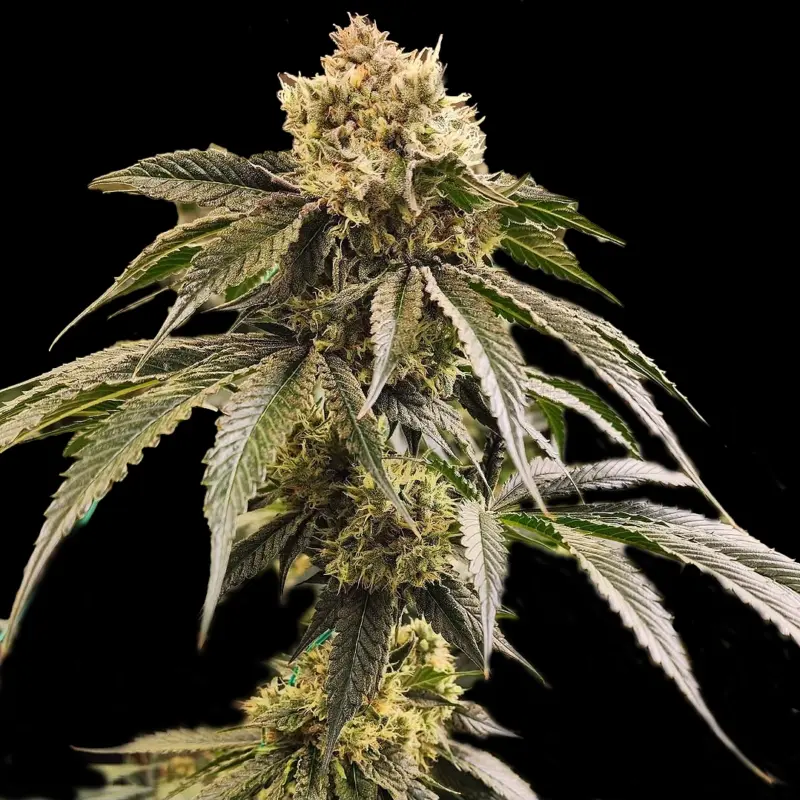 Dirty Banana Gen11 Cannabis Seeds by Ethos Genetics