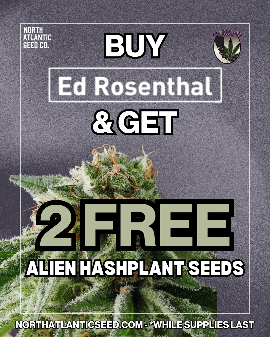Ed Rosenthal Exclusives cannabis seeds