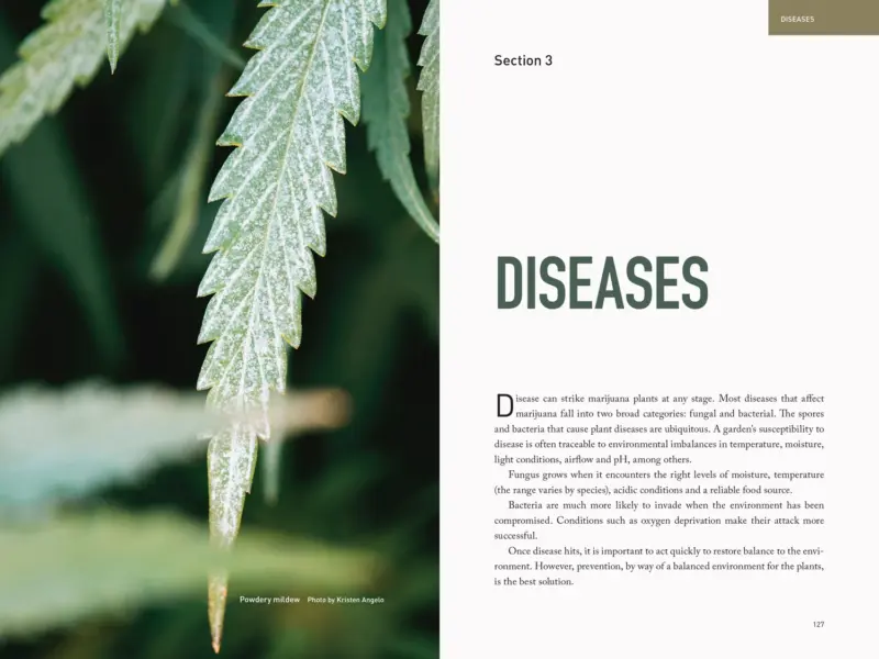 Marijuana Garden Saver by Ed Rosenthal