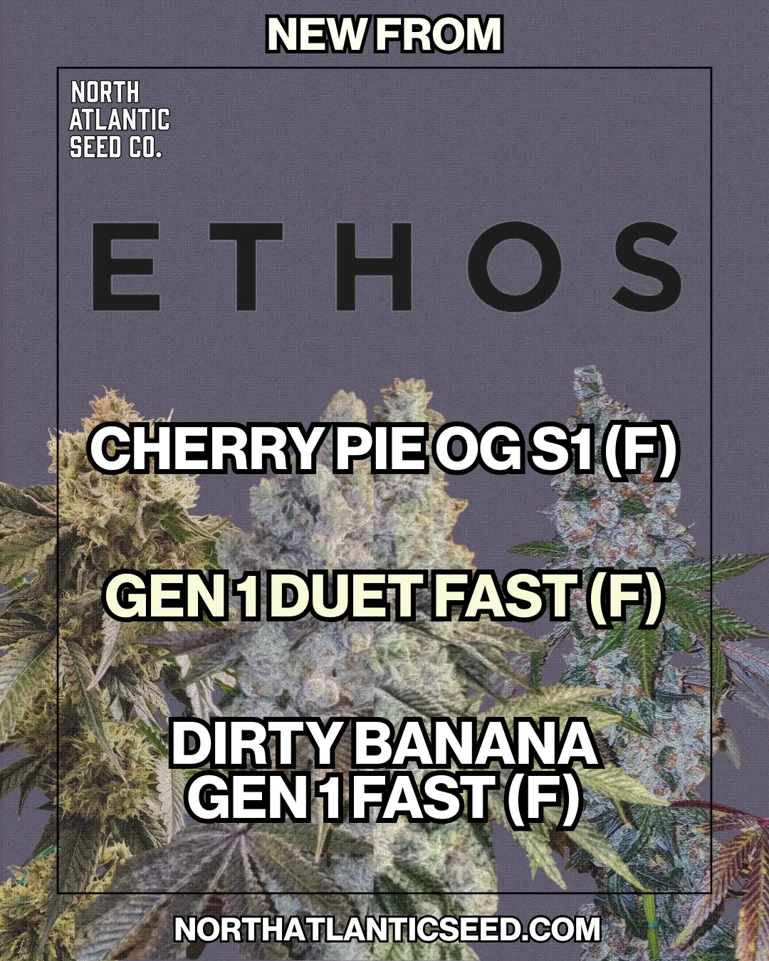 Ethos New Drop August 2025