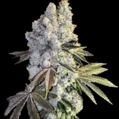 Gen 1 DUET Cannabis Seeds by Ethos Genetics