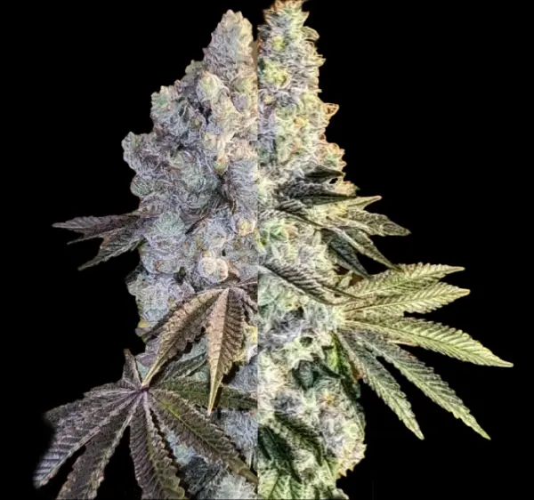 Gen 1 DUET Cannabis Seeds by Ethos Genetics