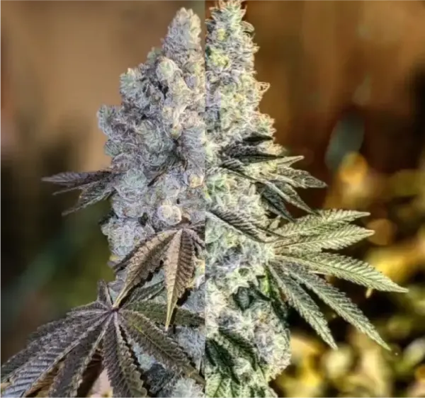 Gen1 Duet Cannabis Seeds by Ethos Genetics