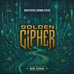Golden Cipher Cannabis Seeds by Brothers Grimm Seeds