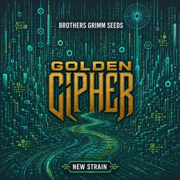 Golden Cipher Cannabis Seeds by Brothers Grimm Seeds