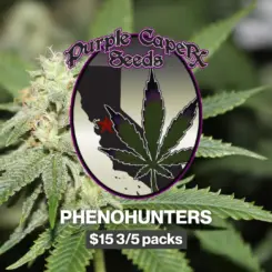 Purple Caper phenohunters