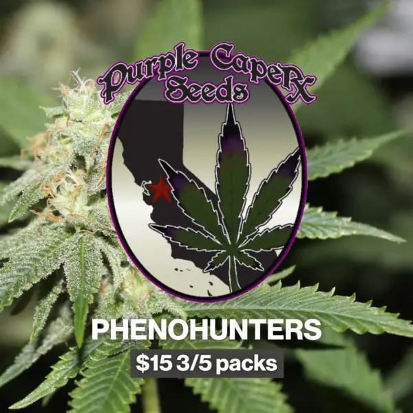 Purple Caper phenohunters