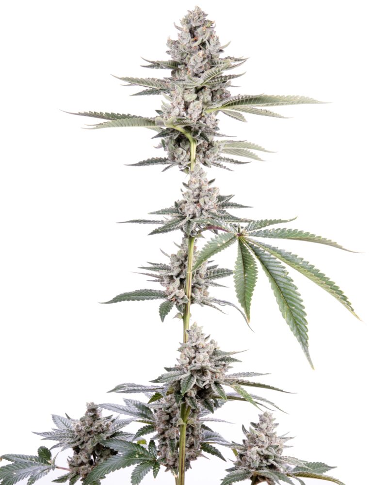 stinky pinky cannabis seeds by romulan genetics