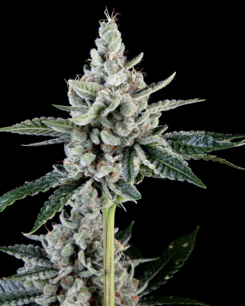 stinky pinky cannabis seeds by romulan genetics