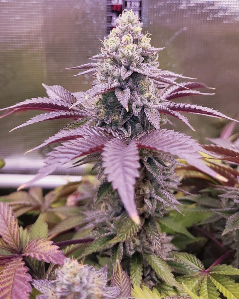 stinky pinky cannabis seeds by romulan genetics