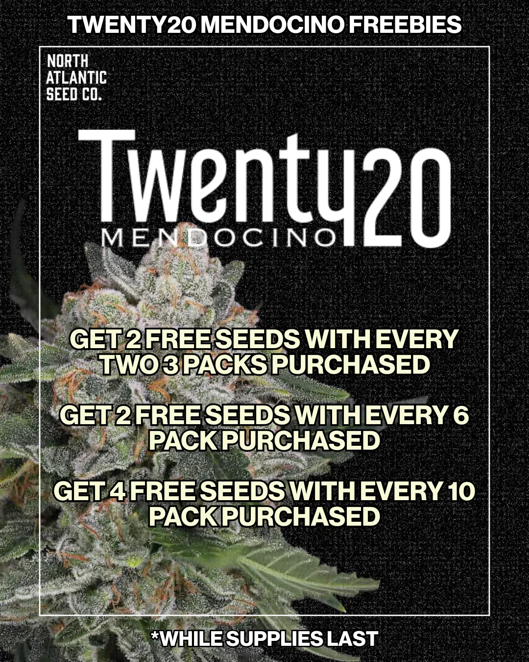 Twenty20 Mendocino cannabis seeds