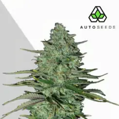 apple fritters auto cannabis seeds by auto seeds
