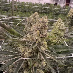 banana kush breath cannabis seeds by private label