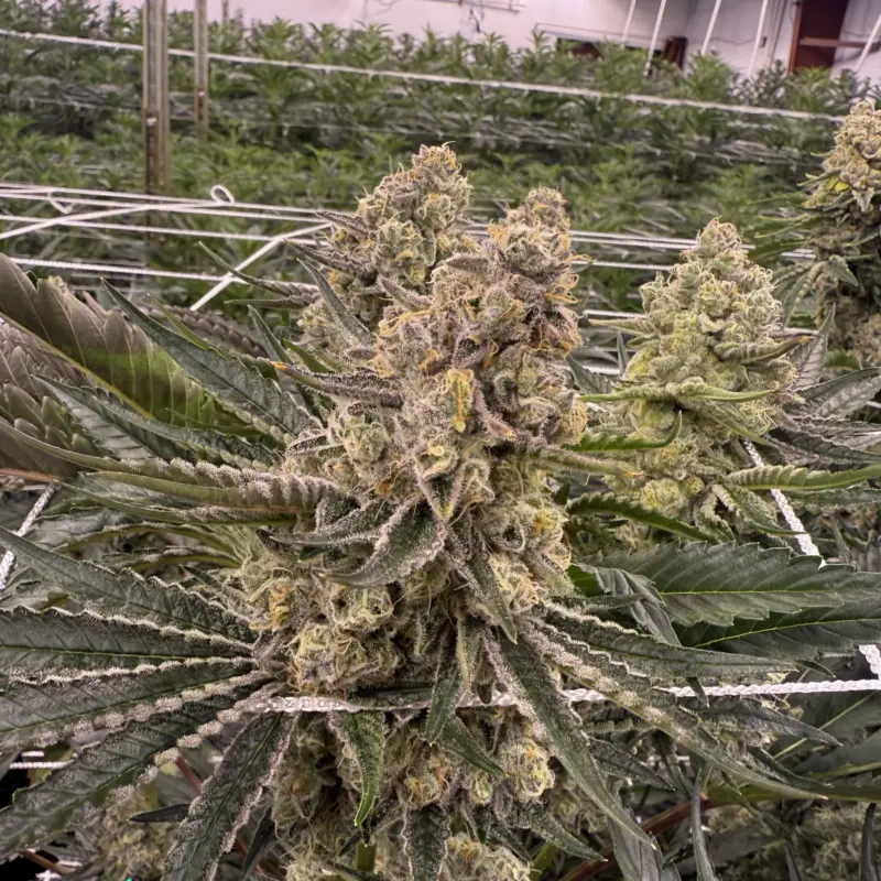 banana kush breath cannabis seeds by private label