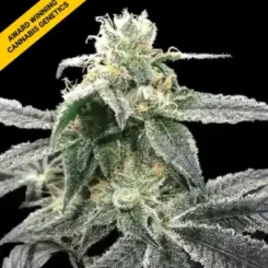 blue dream cannabis seeds by dna genetics