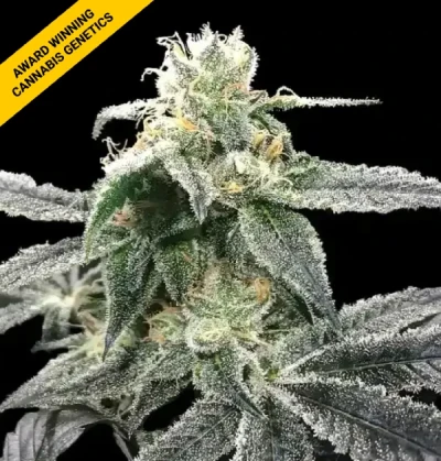blue dream cannabis seeds by dna genetics