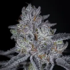 blue lime runtz cannabis seeds by sin city seeds