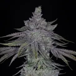 broke da mouth cannabis seeds by sin city seeds