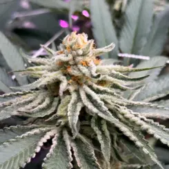 cherry platinum cannabis seeds by private label